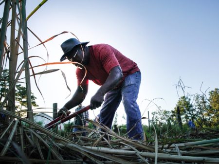 Sugarcane harvest