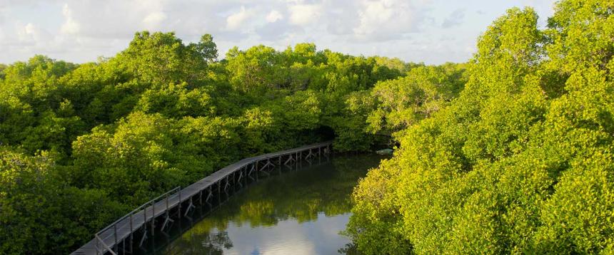 Mangrove forest