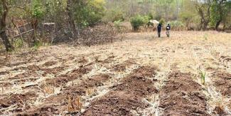 Poor crop yields in El Salvador